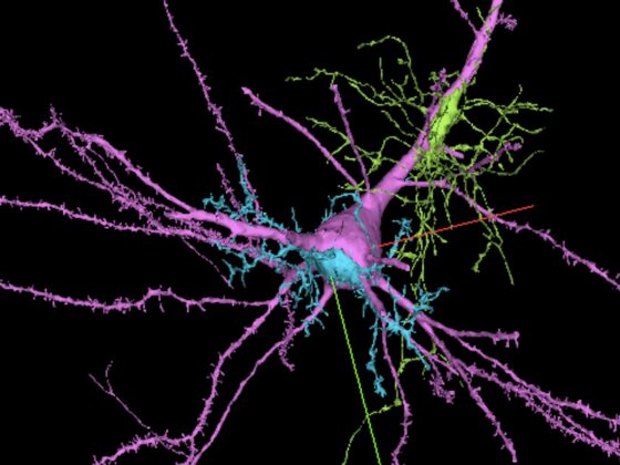 Harvard ve Google AI ile Beynin En Detayli Haritasini Olusturdu