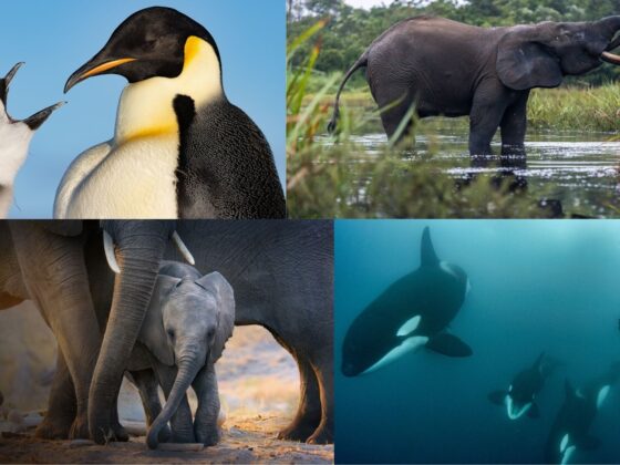 National Geographic NOW